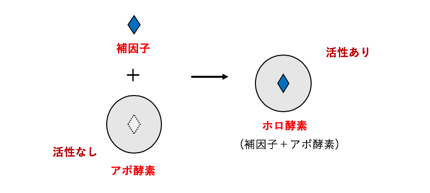 酵素 ページ 2 株式会社ユーザーライフサイエンス